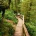 Rainforest in Tofino